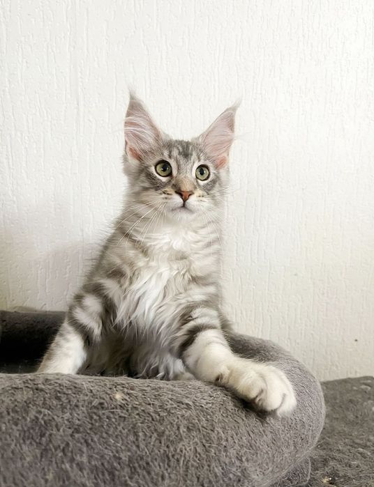 Maine Coon cu părinții campion.