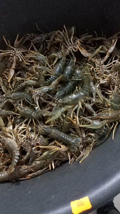 Раки раки раки раки