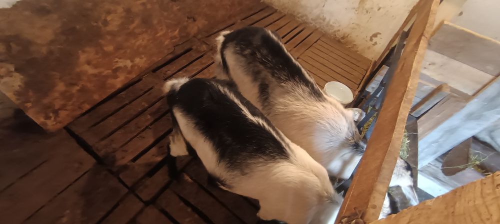 Сауынды ешки Пиякок пародалы