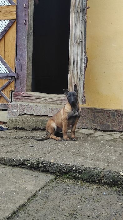 Donez pui Ciobanesc belgian malinois