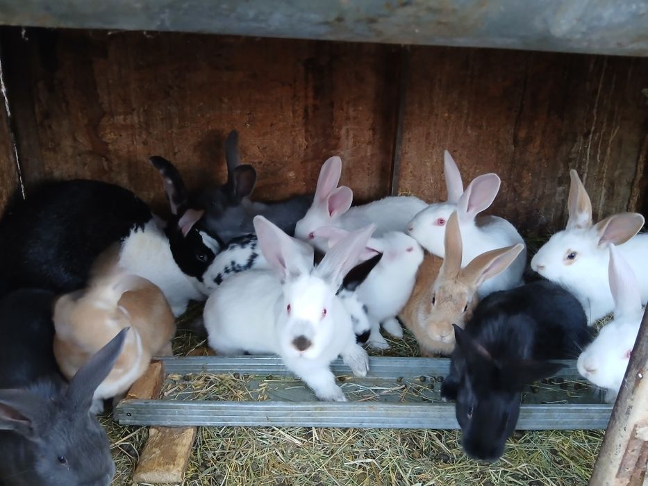 Vand Iepuri Hycole Francez