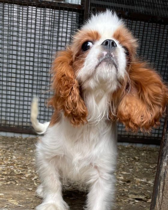 Кавалер кинг чарльз спаниель