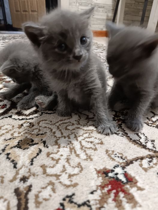 Отдам катят в хорошие руки.