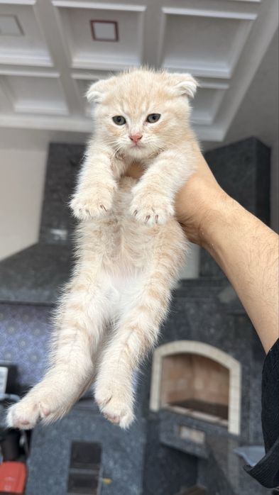 Mushuk bolalari sotiladi Fold продается кошки фолд