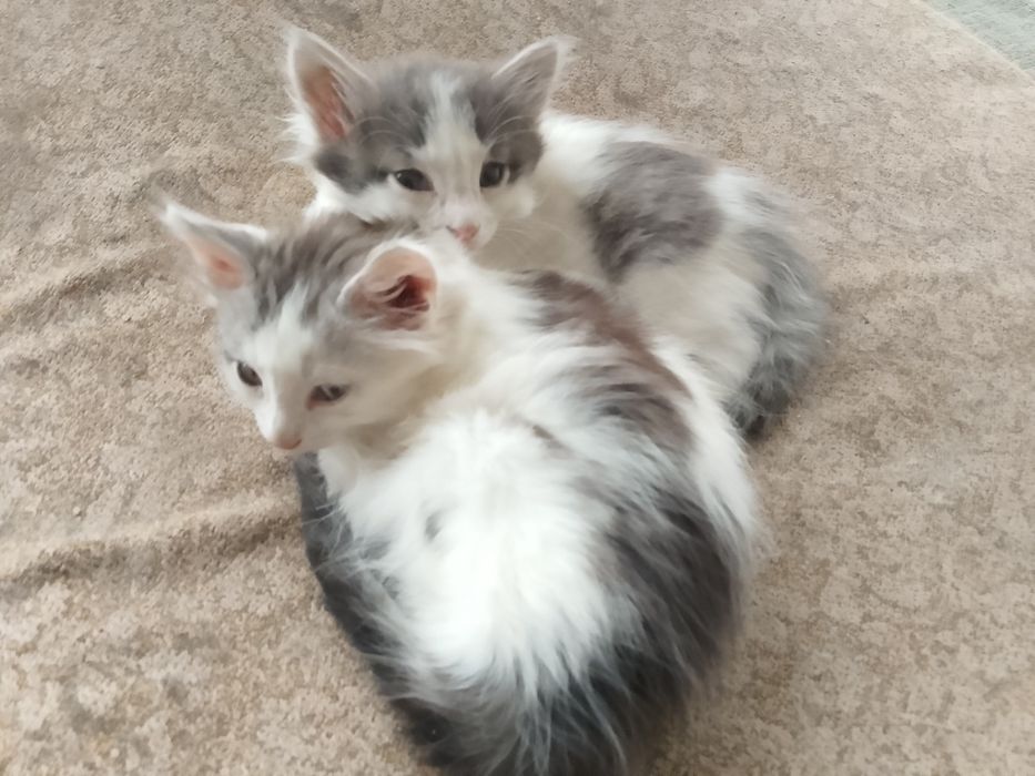 Котята в добрые руки Мальчики