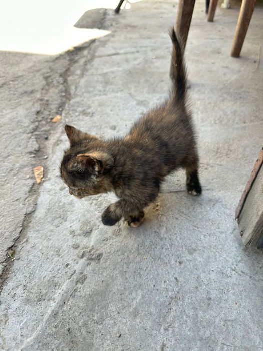 Отдам котят кушает все