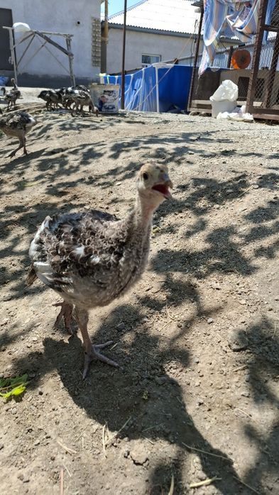 Индюшата Бронза 708 Франция