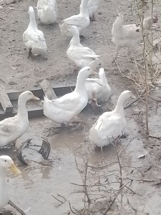Продажа уток и курей