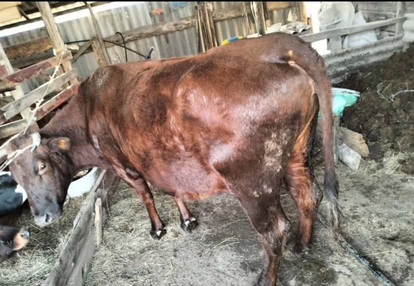 Сүтті сиыр Срочно!