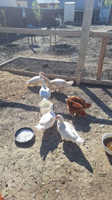 Индоутки  семейка