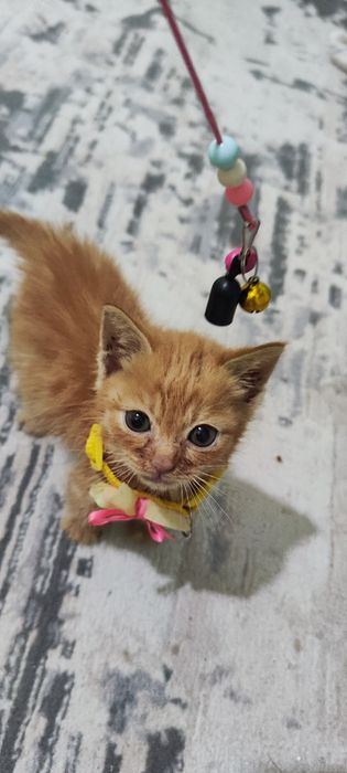 Отдам в добрые руки