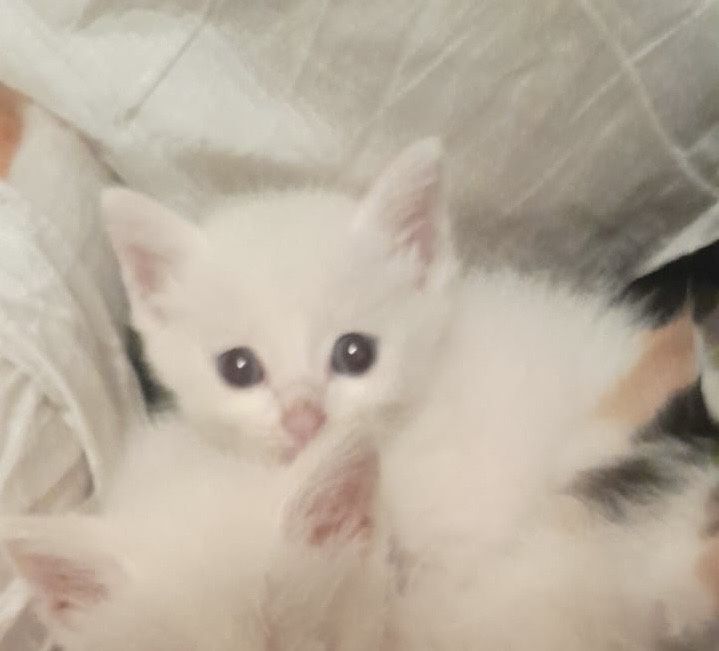 Белые Котята 1 месяц
