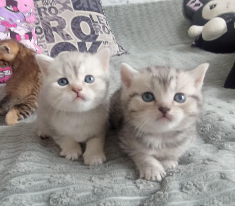 Продам породистых котят