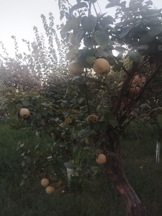 Участок сотилади