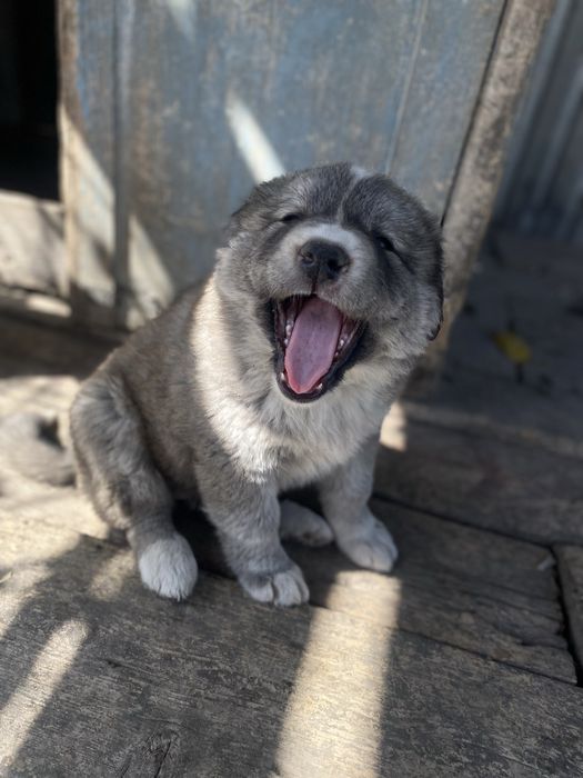 Алабай щенок девочка в добрые руки