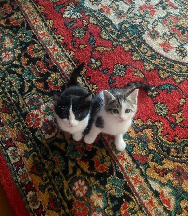 Самарканд шахар 30 подарим кошки