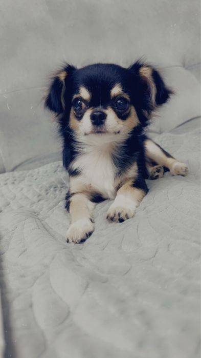 Продам собачку чихуахуа