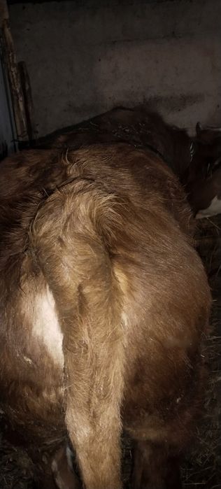 Продам двух быков с откорма