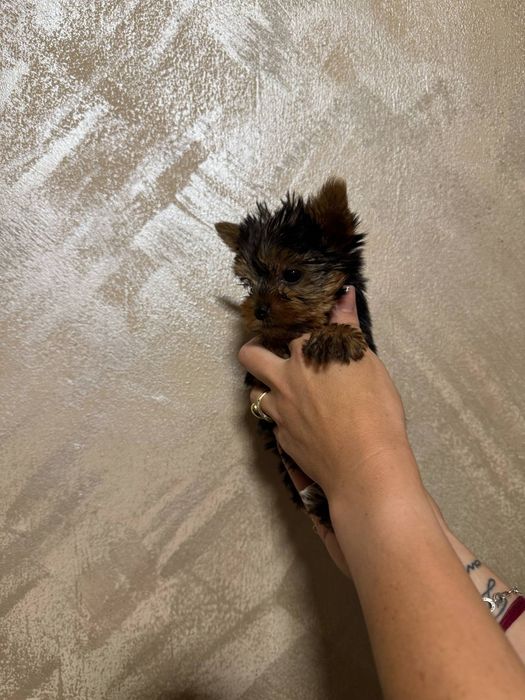 Мини Йоркширски териер