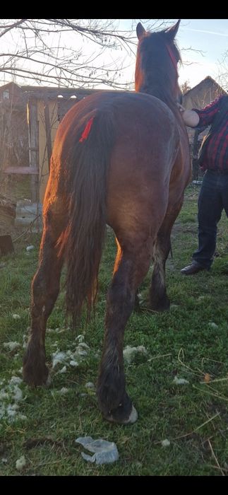 Vând call  de 3 ani