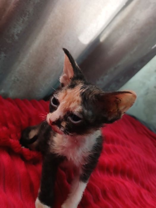 Продам котят сфинкс.  Браш.