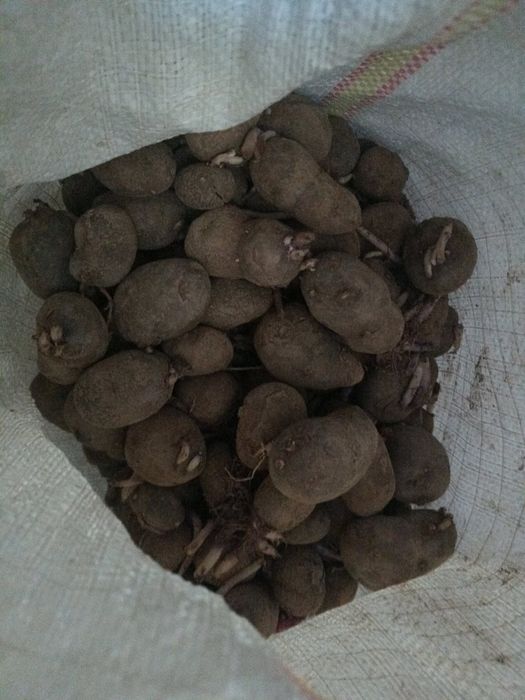 Cartofi de samanta (rosu- mov)