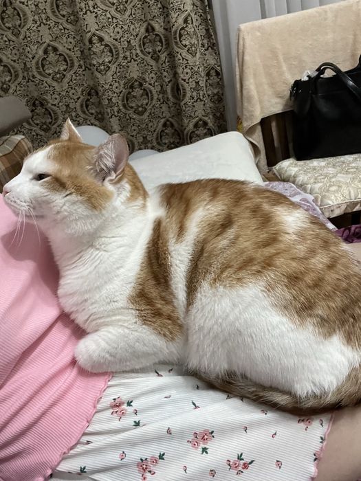 Кот , примерно 2,5 года