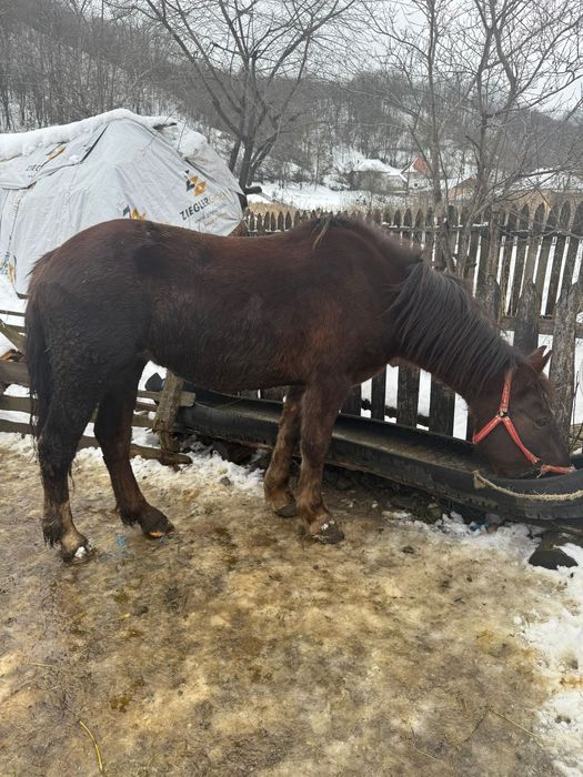 Vând 2 manze tinere