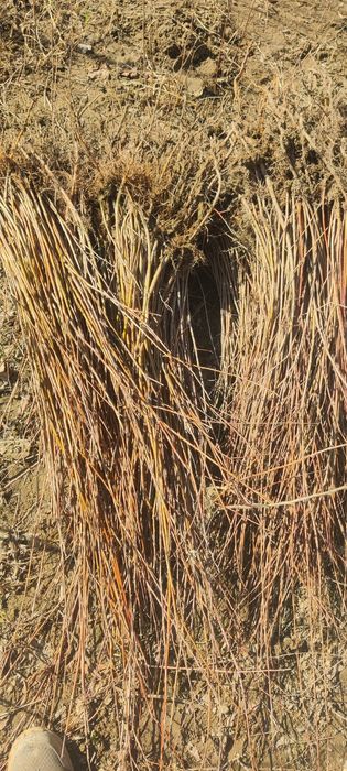 Puieți de salcie energetica