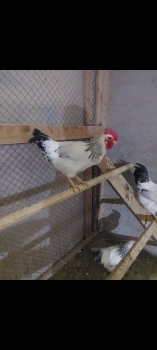 1 апталық балапандар Адлер