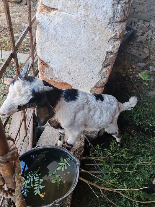 Capră femelă și doi iezi metiși de vânzare