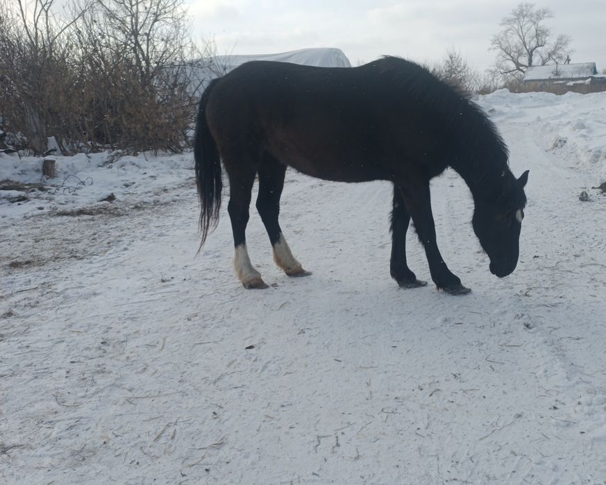 Продам кобылу ,.