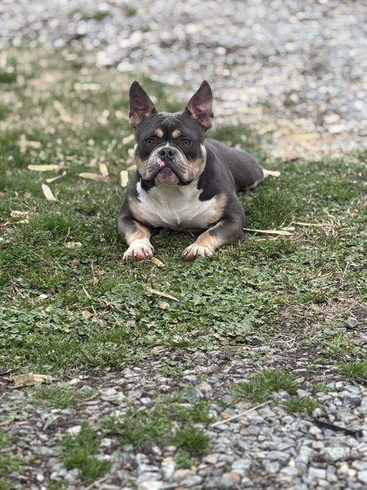 American bully pocket