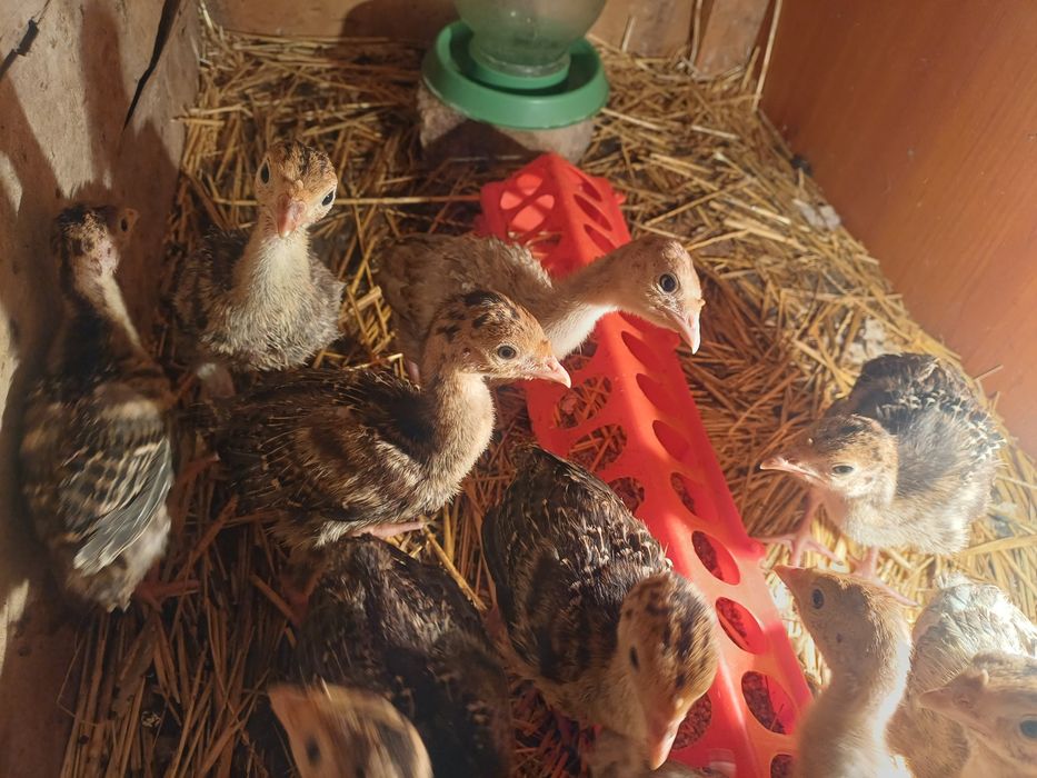 Индюк күркетауық