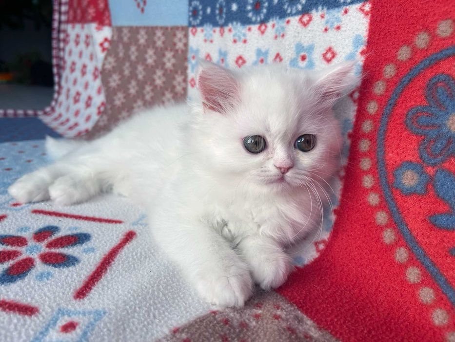 Pisicuță adorabilă Scottish Straight Longhair, cu Pedigree