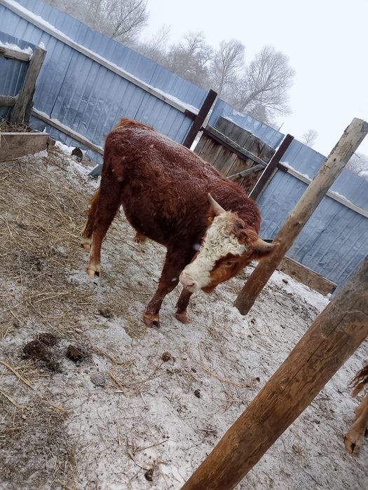 Продам быка  срочно