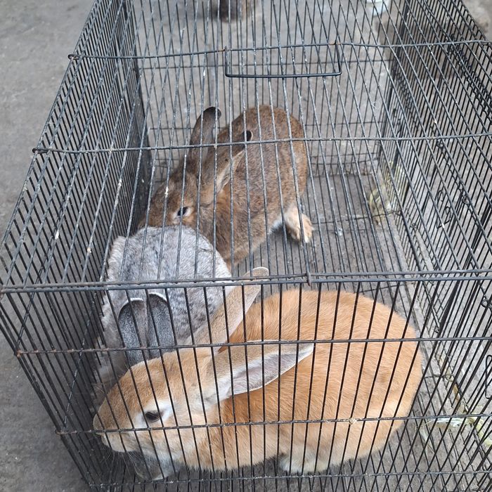 Взрослые  кролики продаётся