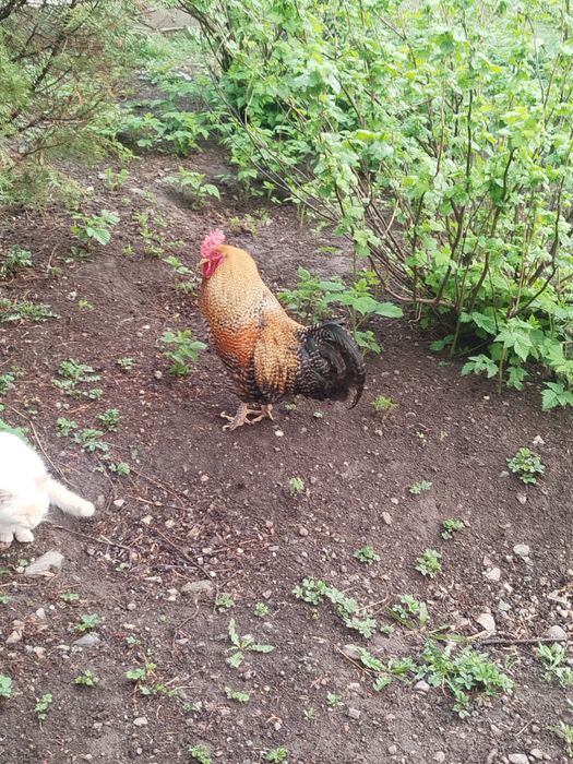 Продам молодых петухов