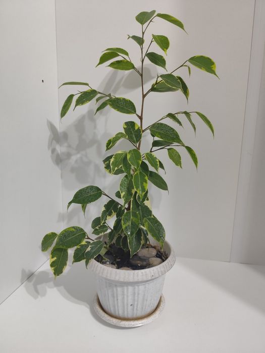 Фикус Бенджамина пестролистный