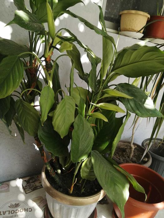 Цветы комнатные продам