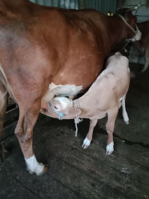 Жылқы, Сыер.бзау