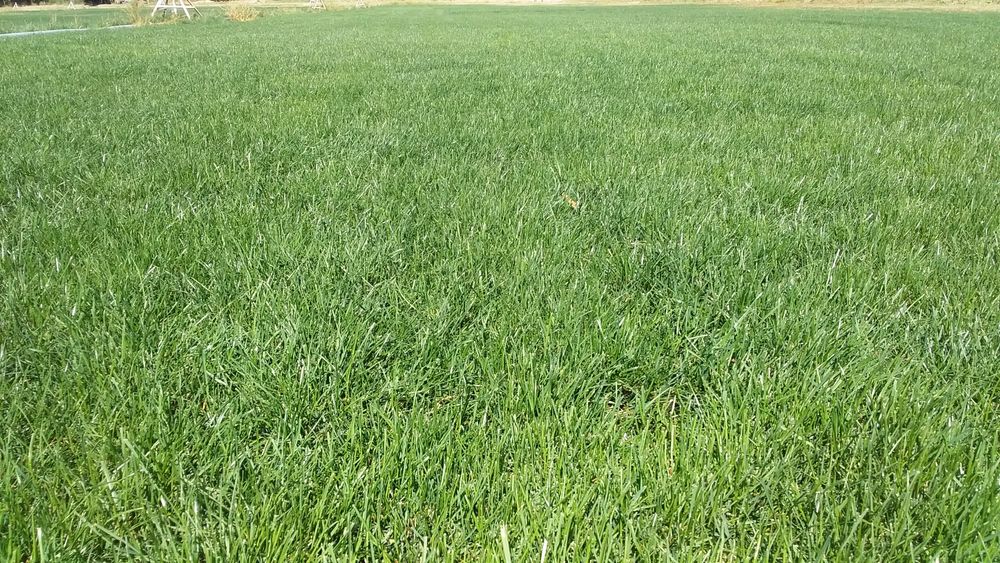 Газон готовый, живой. Сорт "Johnsons"