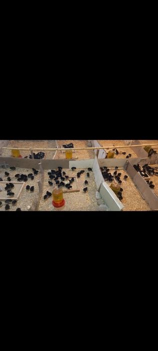 Joja ochirish beramiz inkubatrda xoxlagan parranda tuxmilani