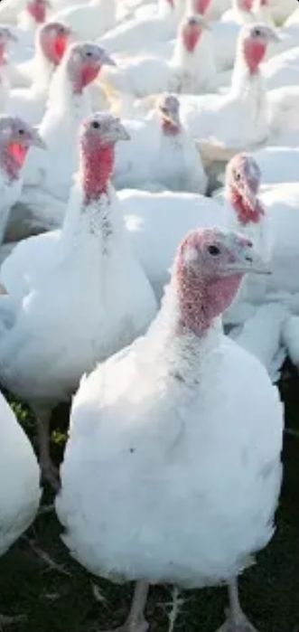 БИГ-6 курка жужалари сотилади.  Карши шахар буйича етказиб бериш бепул