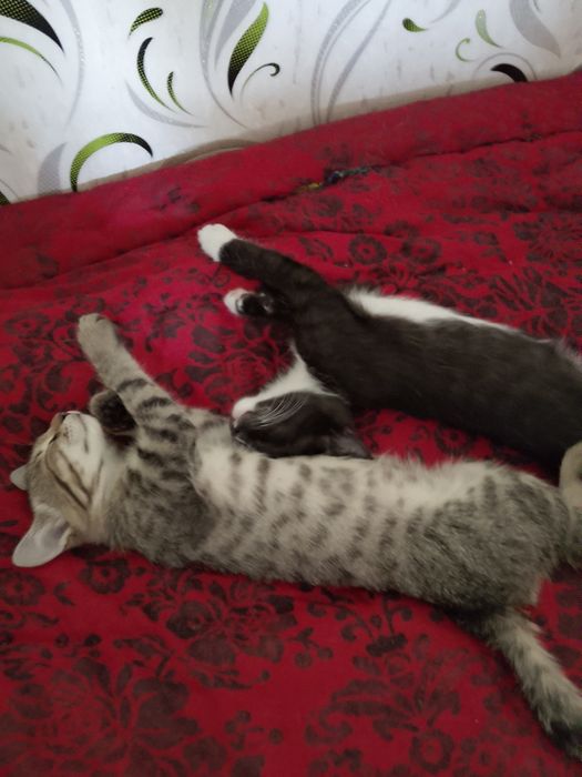 4 котёнка, отдадим  в добрые руки.
