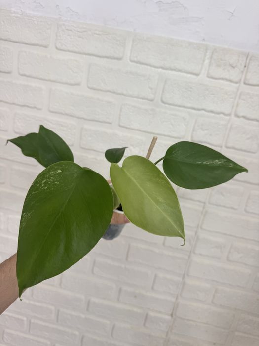 Алоказии Регал шилдс