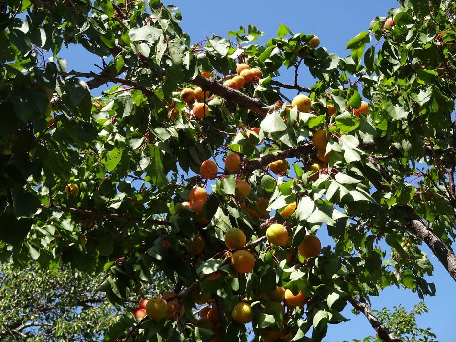 Дачу в горах продам.