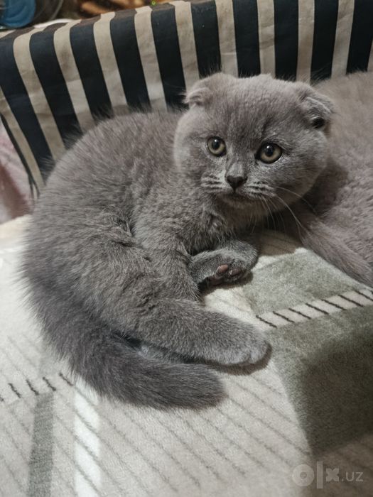 Котята скотиш фолд