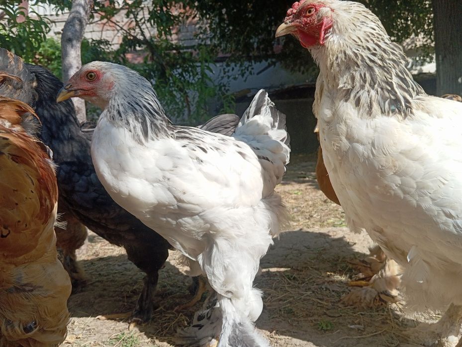 Продаётся куры породы Брама.