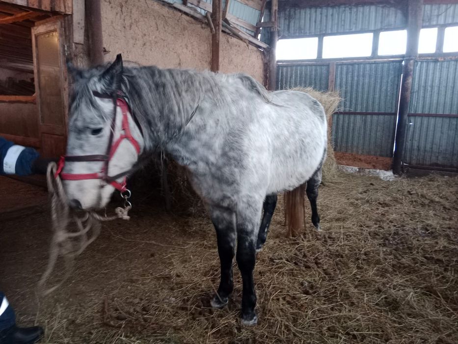 Продаётся жеребец